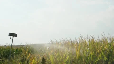 Watering the corn plantation. Irrigation close up Stock Footage 12463495