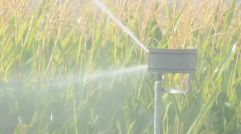 Watering the corn plantation. Irrigation close up Stock Footage 12466565