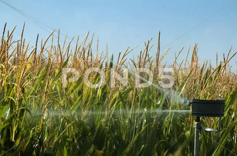 Watering the corn plantation Stock Photos