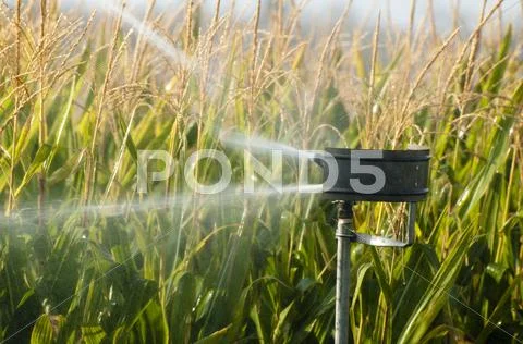 Watering the corn plantation Stock Photos