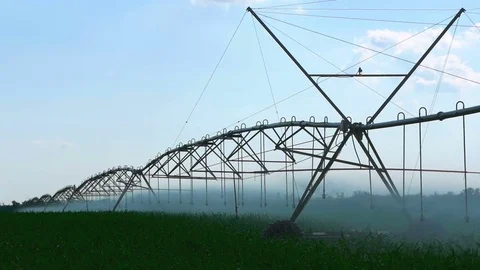 Watering the Cornfield with a Sprinkler. Automatic Watering System. Slow Motion Stock Footage 77284772