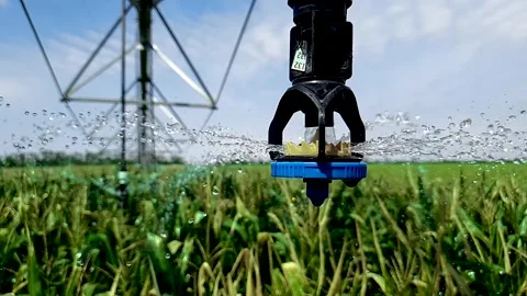 Watering the Cornfield with a Sprinkler. Automatic Watering System. Irrigation Stock Footage 136460970