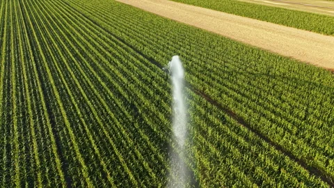 Watering cornfields in a rural area during a sunny day Stockbeeldmateriaal 344189156