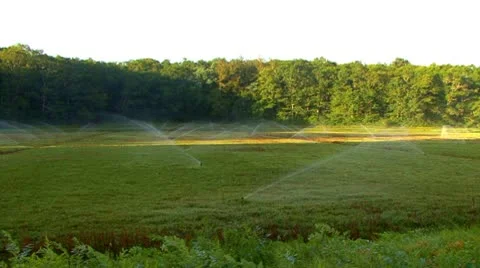 Watering Cranberry Bog; Pan LR 2 Stock Footage 8917121