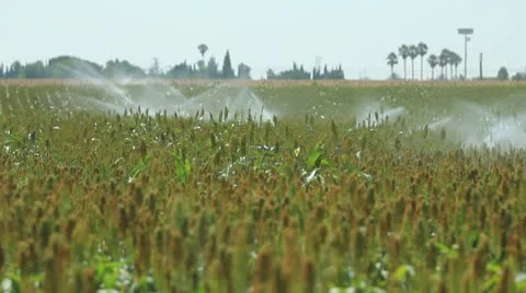 Watering crops Video stock 8914060