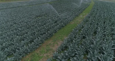 Watering Crops Stock Footage 128546330