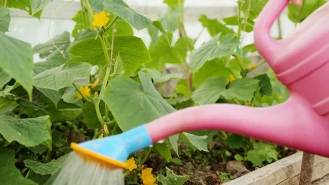 Watering cucumber bushes in greenhouse Stock Footage