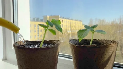 Watering cucumber or squash seedlings on window sill. Stock Footage 198535376