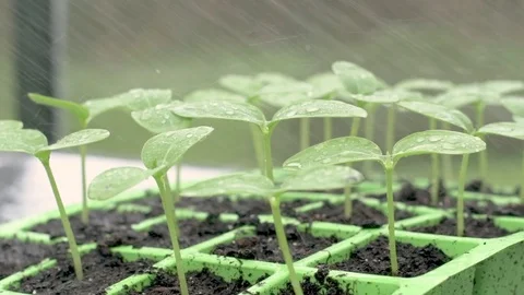 Watering cucumber seedlings Video stock 104738833