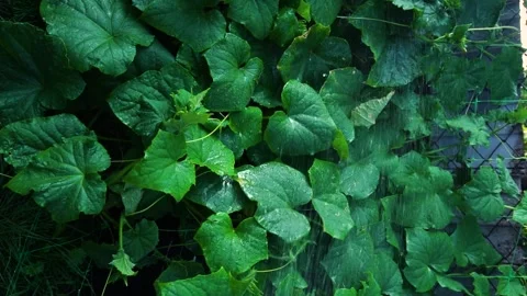 Watering cucumbers in the summer heat Stock Footage 313036748