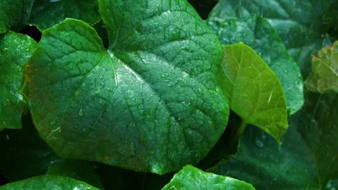 Watering cucumbers in the summer heat Stock Footage 313036765