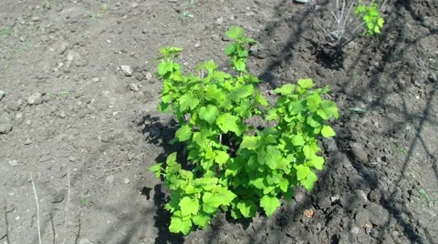 Watering currant bush Stock Footage 49688799