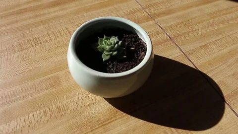 Watering a Cute Baby Succulent House Plant Stock Footage