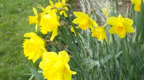 Watering daffodils 4k springtime scenery flowers spring cheerful background Stock Footage 49602427