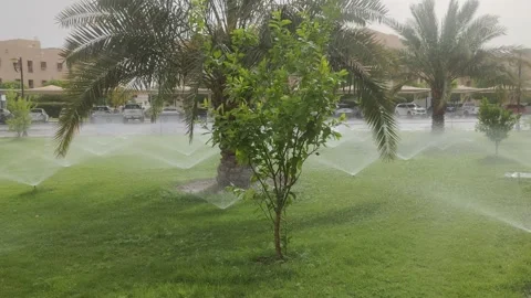 Watering date palm trees Stock Footage 242995796