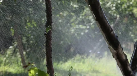 Watering in dry summer Stock Footage 43945956