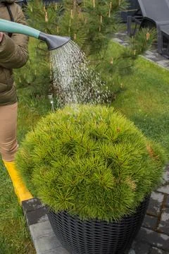 Watering a dwarf pine tree in spring Stock Photos