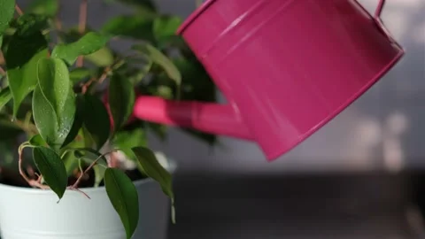 Watering ficus Stock Footage 149757757
