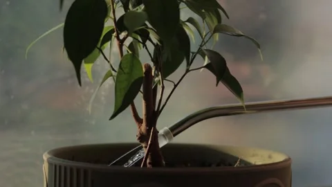 Watering the ficus on the window Stock Footage 300014451
