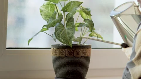 Watering the ficus on the window Stock Footage 300014452