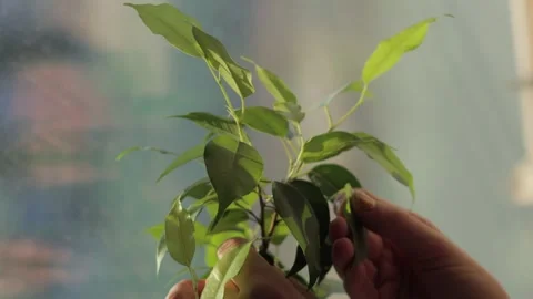 Watering the ficus on the window Stock Footage 300014456