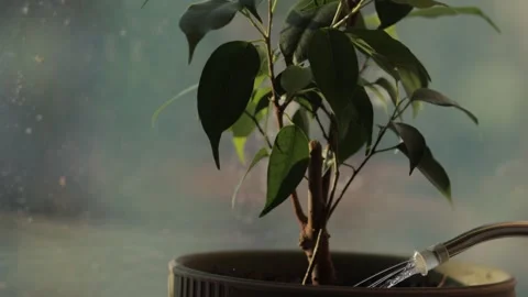 Watering the ficus on the window Stock Footage 300014457