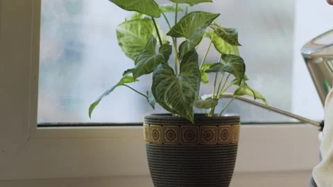 Watering the ficus on the window Stock Footage 300014460