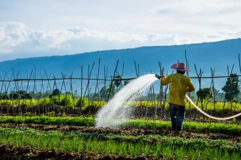Watering in the field Stock Photos