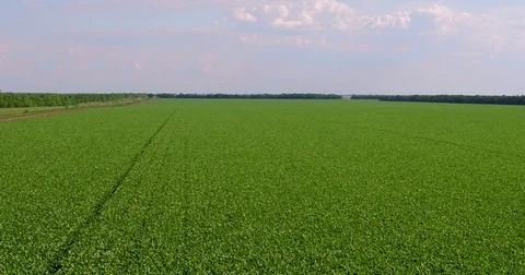 Watering fields with vegetables using irrigation system, aerial view Stock Footage 77622047