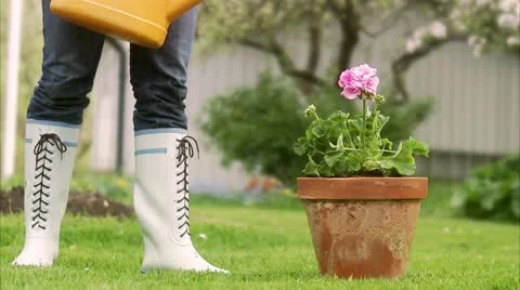 Watering a flower Stock Footage 11286645