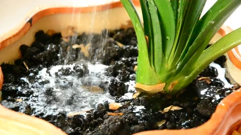 Watering flower. Stock Footage 42030957