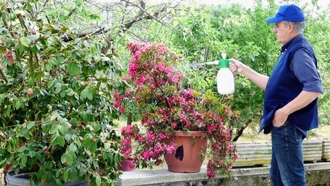 Watering the flower Stock Footage 69737443