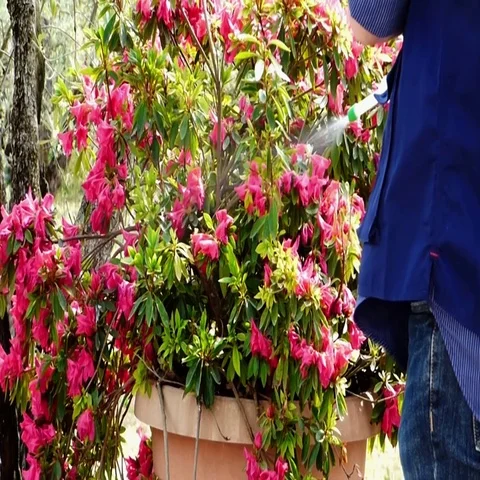 Watering the flower Stock Footage 69737646