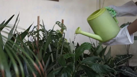Watering flower Stock Footage 157975766