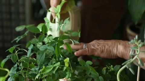 Watering Flower Pot Stock Footage 75212929