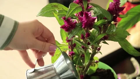 WATERING A FLOWER IN A POT Stock Footage 155654821