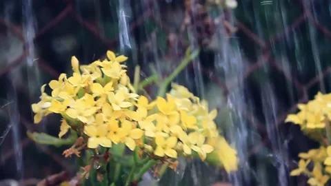 Watering Flowers | Bright Yellow Flowers | Nature Footage | Flowers Stock Footage 151424853