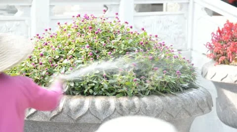 Watering flowers Stock Footage 12762510