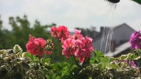 Watering flowers Stock Footage 23750764