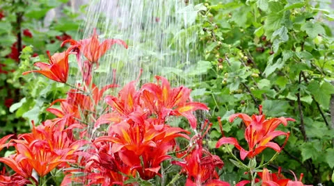 Watering flowers Stock Footage 25042795