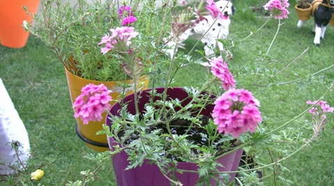 Watering the flowers Stock Footage 32346243