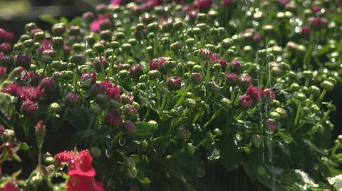 Watering Flowers Video stock 35839309