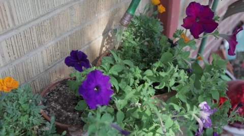 Watering the Flowers Stock Footage 50410496