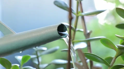 Watering flowers Stock Footage 52887232