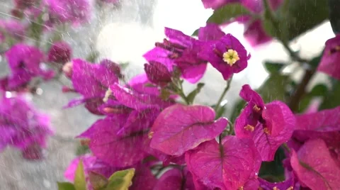 Watering Flowers Stock Footage 53805869
