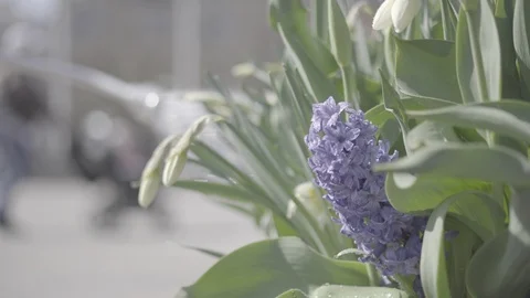 Watering Flowers Stock Footage 88990539