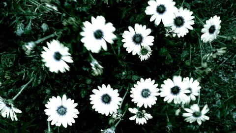Watering Flowers Stock Footage 114921261