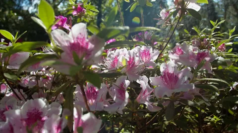 WATERING FLOWERS Stock Footage 131652749