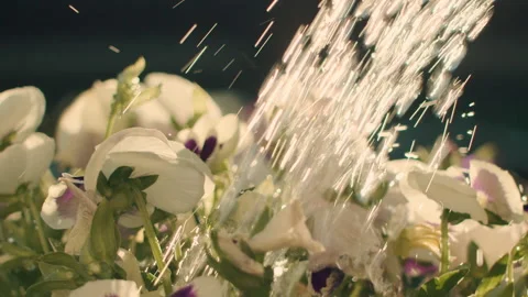 Watering Flowers Stock Footage