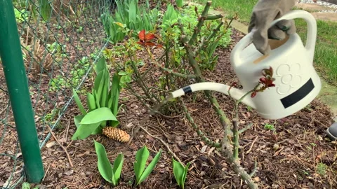 Watering the Flowers Video stock 150384849